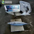 New Stock Sea Frozen Whole Striped Bonito Tuna Fish 1.5kg up